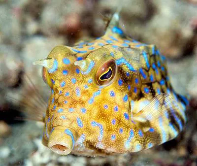 Thornback cowfish (Lactoria fornasini)