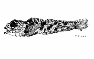 Thornback sculpin (Paricelinus hopliticus)