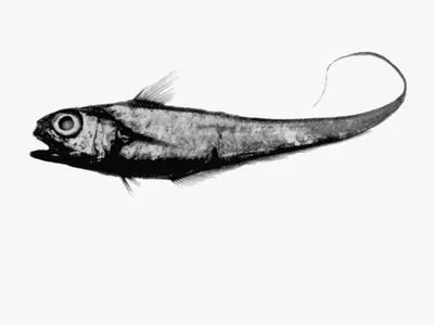 Thorntooth grenadier (Lepidorhynchus denticulatus)