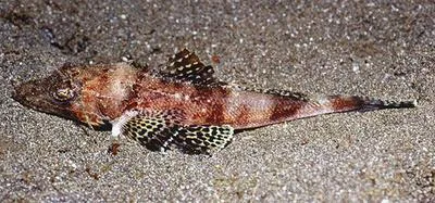 Thorny flathead (Rogadius pristiger)
