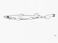 Thorny lanternshark (Etmopterus sentosus)