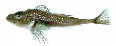 Thorny sculpin (Icelus spiniger)
