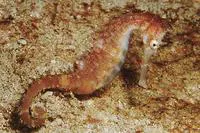 Thorny seahorse (Hippocampus histrix)