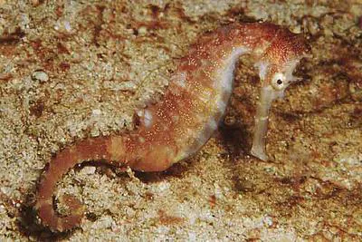 Thorny seahorse (Hippocampus histrix)
