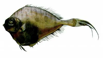 Thorny tinselfish (Grammicolepis brachiusculus)