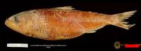 Thracian shad (Alosa vistonica)