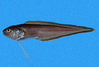 Thread brotula (Neobythites stelliferoides)