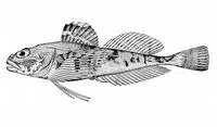 Threaded sculpin (Gymnocanthus pistilliger)