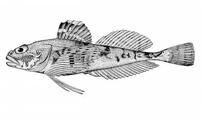 Threaded sculpin (Gymnocanthus pistilliger)