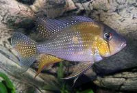 Threadfin acara (Acarichthys heckelii)