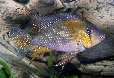 Threadfin acara (Acarichthys heckelii)