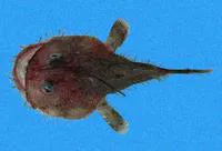 Threadfin angler (Lophiodes spilurus)