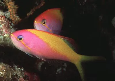 Threadfin anthias (Nemanthias carberryi)