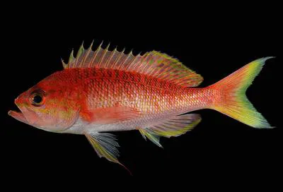 Threadfin bass (Pronotogrammus multifasciatus)
