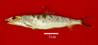 Threadfin bonefish (Albula nemoptera)