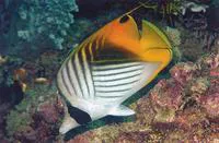 Threadfin butterflyfish (Chaetodon auriga)