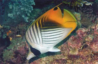 Threadfin butterflyfish (Chaetodon auriga)