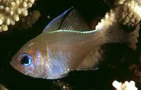 Threadfin cardinalfish (Zoramia leptacantha)