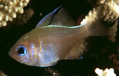 Threadfin cardinalfish (Zoramia leptacantha)