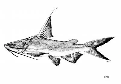 Threadfin catfish (Nemapteryx armiger)