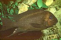 Threadfin cichlid (Petrochromis trewavasae trewavasae)