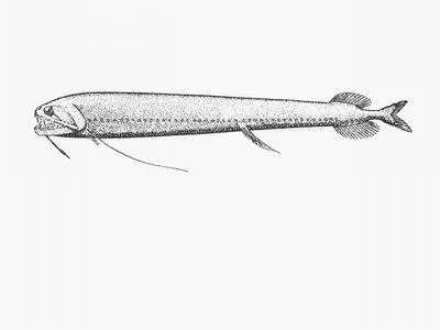 Threadfin dragonfish (Echiostoma barbatum)