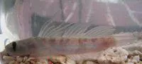 Threadfin goby (Sicyopterus longifilis)