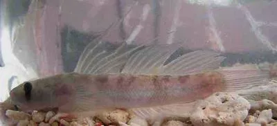 Threadfin goby (Sicyopterus longifilis)