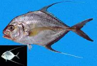 Threadfin jack (Carangoides otrynter)