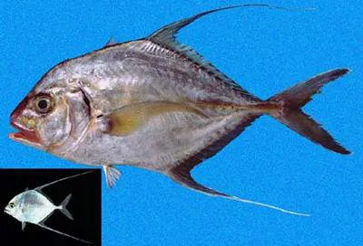 Threadfin jack (Carangoides otrynter)