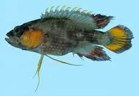 Threadfin longfin (Plesiops gracilis)