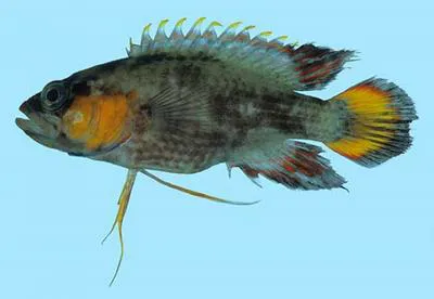 Threadfin longfin (Plesiops gracilis)