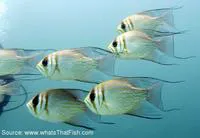 Threadfin pearl-perch (Glaucosoma magnificum)