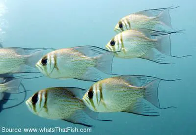 Threadfin pearl-perch (Glaucosoma magnificum)