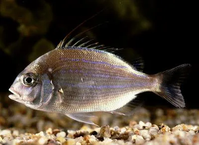 Threadfin porgy (Evynnis cardinalis)