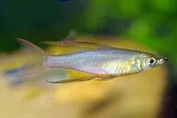 Threadfin rainbowfish (Iriatherina werneri)