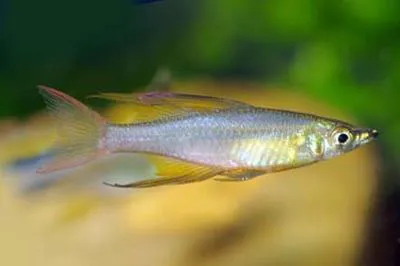 Threadfin rainbowfish (Iriatherina werneri)
