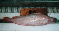 Threadfin rockling (Gaidropsarus ensis)