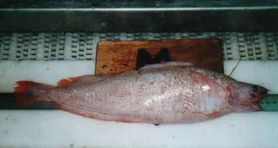 Threadfin rockling (Gaidropsarus ensis)