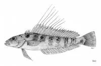 Threadfin sandperch (Parapercis filamentosa)