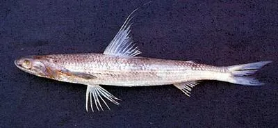 Threadfin saury (Saurida filamentosa)