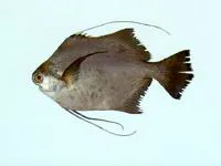 Threadfin scat (Rhinoprenes pentanemus)