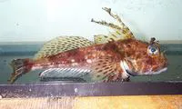 Threadfin sculpin (Icelinus filamentosus)