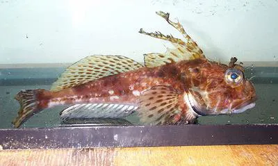 Threadfin sculpin (Icelinus filamentosus)