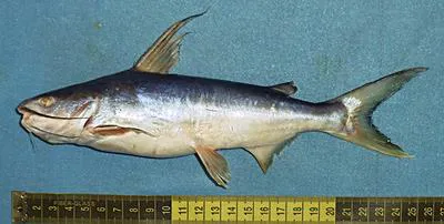 Threadfin sea catfish (Arius arius)