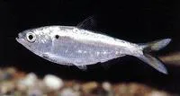 Threadfin shad (Dorosoma petenense)