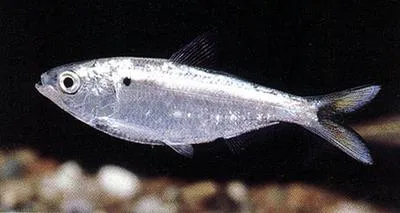 Threadfin shad (Dorosoma petenense)