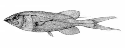 Threadfin slickhead (Talismania bifurcata)