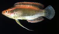 Threadfin wrasse (Cirrhilabrus temminckii)