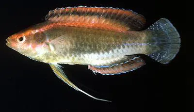 Threadfin wrasse (Cirrhilabrus temminckii)